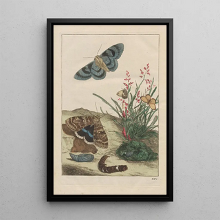 Jacob LAdmiral - Naauwkeurige Waarneemingen van veele gestaltverwisselende gekorvene diertjes Pl25.webp