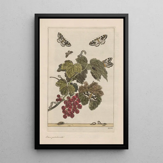 Jacob LAdmiral - Naauwkeurige waarneemingen omtrent de veranderingen van veele insekten of gekorvene diertjes Pl26.webp