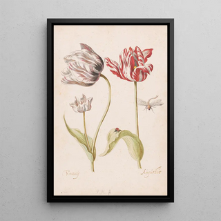Jacob Marrel - Two Tulips with Insects.webp