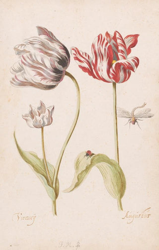 Jacob Marrel - Two Tulips with Insects.webp