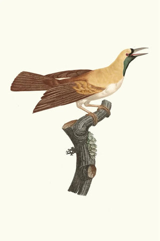 Jacques Barraband - Femelle de petit Oiseau de paradis Emeraude.webp