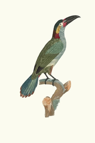 Jacques Barraband - LAracari Koulik femelle.webp