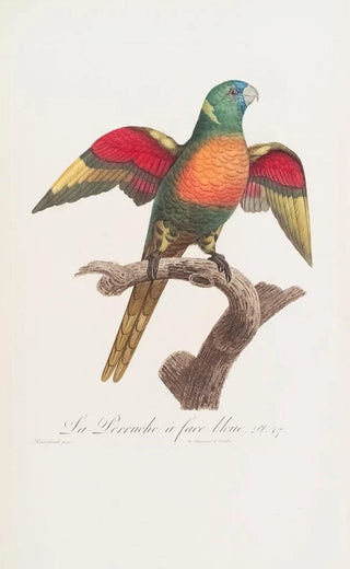 Jacques Barraband - La Perruche face bleue.webp