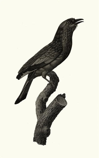 Jacques Barraband - Le Rollier vari des Moluques.webp