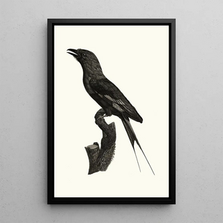 Jacques Barraband - Le Rollier ventre bleu.webp