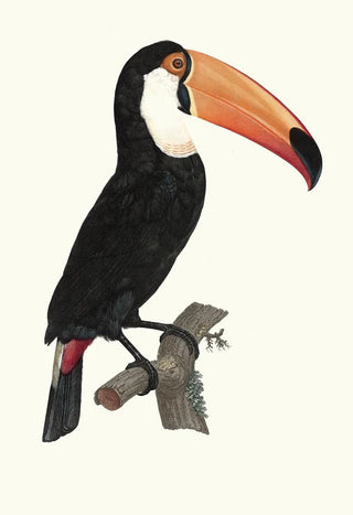 Jacques Barraband - Le Toco.webp