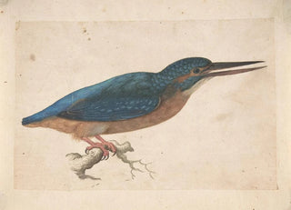 Jacques Le Moyne de Morgues - A Kingfisher on a Branch.webp