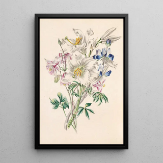 James Ackerman - Columbine White Lily And Lupine.webp