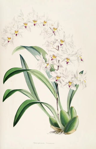 James Bateman - A monograph of Odontoglossum Pl04.webp
