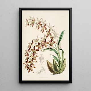 James Bateman - A monograph of Odontoglossum Pl16.webp