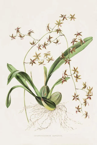 James Bateman - Odontoglossum Hastatum.webp
