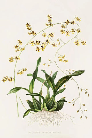 James Bateman - Oncidium Wentworthianum.webp