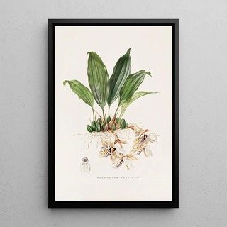 James Bateman - Stanhopea Martiana.webp