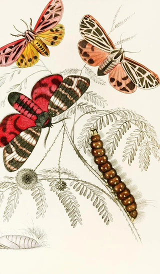 James Duncan - Arctia Hebe Spilosoma Arge Spilosoma aerea Spilosoma Virgo.webp