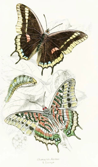 James Duncan - Charaxes Jasius.webp