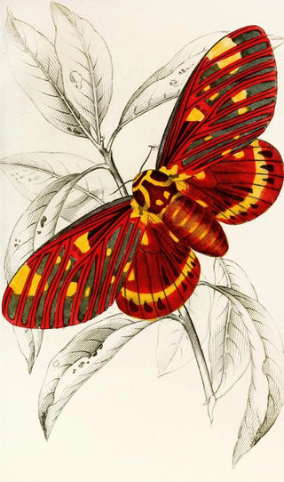 James Duncan - Dorycampa regalis.webp