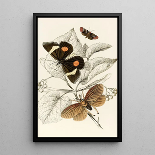 James Duncan - Epidesmia tricolor Scopelodes unicolor Tortrix Crameriana.webp