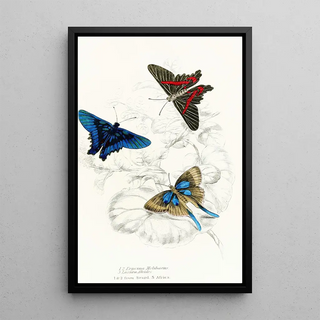 James Duncan - Erycina MelibaeusLaxura Alcides.webp