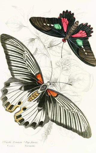 James Duncan - Papilio MemnonPap Aeneas.webp