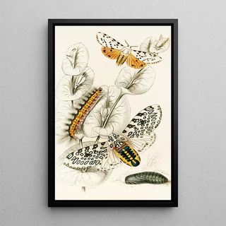 James Duncan - Spilosoma aerea Arctia oculatissima.webp