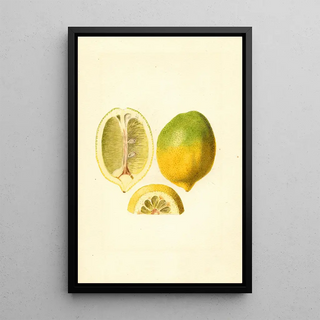 James Marion Shull - Citrus limon.webp