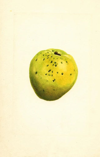 James Marion Shull - Cydonia oblonga.webp