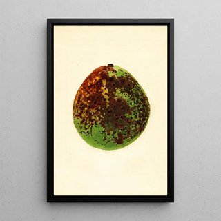 James Marion Shull - Persea Waldin.webp