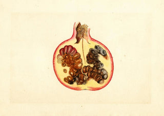 James Marion Shull - Punica granatum Alternaria.webp