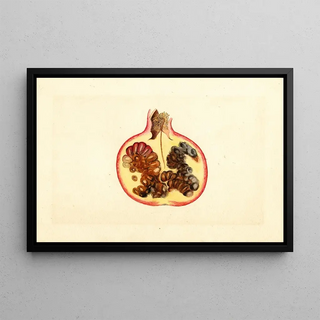 James Marion Shull - Punica granatum Alternaria.webp