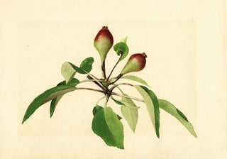 James Marion Shull - Pyrus communis.webp