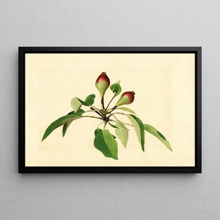 James Marion Shull - Pyrus communis.webp