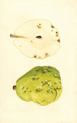 James Marion Shull - Pyrus communis Anjou.webp