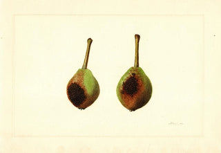 James Marion Shull - Pyrus communis Kieffer.webp
