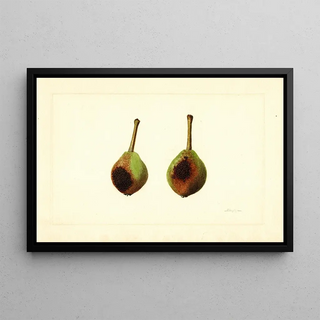 James Marion Shull - Pyrus communis Kieffer.webp