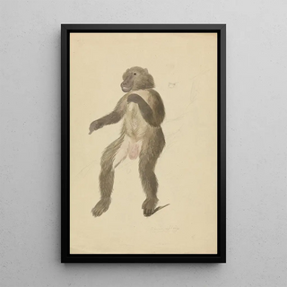 James Sowerby - A mandrill.webp