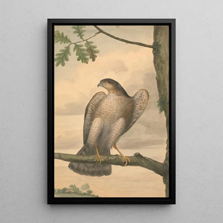 James Sowerby - Eurasian Sparrowhawk.webp