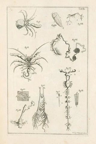 Jan Swammerdam - The book of nature or The history of insects Pl11.webp