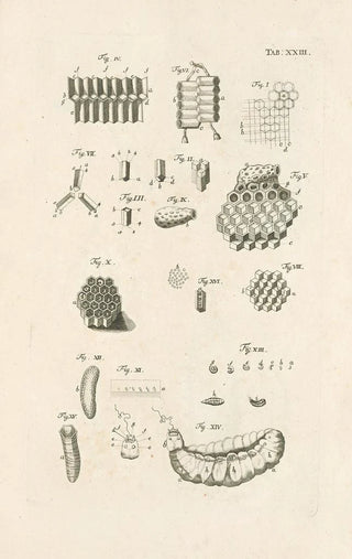 Jan Swammerdam - The book of nature or The history of insects Pl23.webp