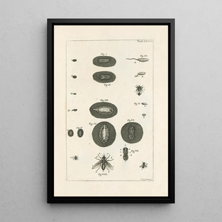 Jan Swammerdam - The book of nature or The history of insects Pl38.webp