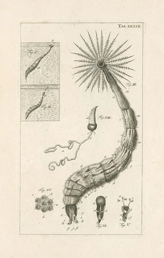 Jan Swammerdam - The book of nature or The history of insects Pl39.webp