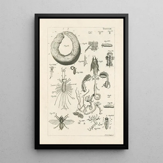 Jan Swammerdam - The book of nature or The history of insects Pl43.webp