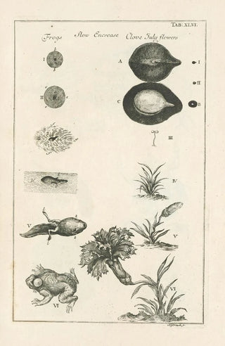 Jan Swammerdam - The book of nature or The history of insects Pl46.webp