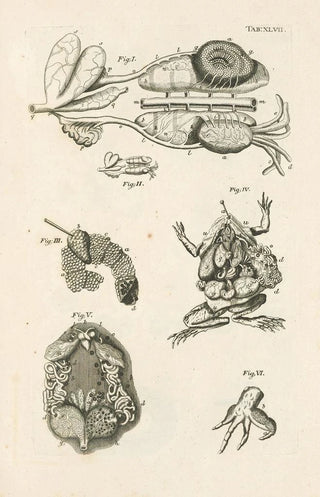 Jan Swammerdam - The book of nature or The history of insects Pl47.webp