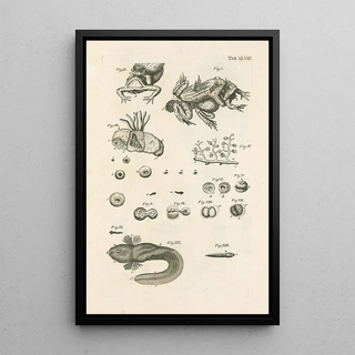 Jan Swammerdam - The book of nature or The history of insects Pl48.webp