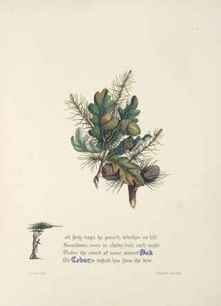 Jane Elizabeth Giraud - Oak and cedar.webp