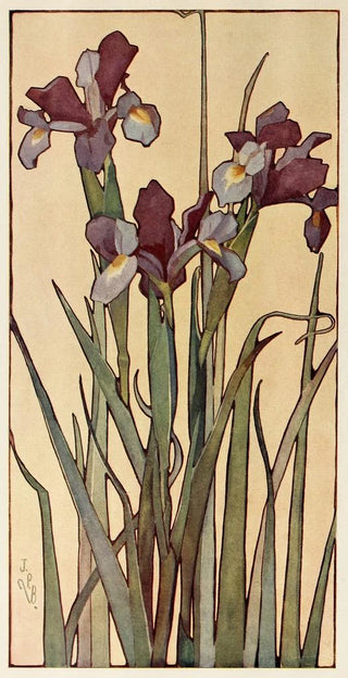 Jane P Baker - Iris.webp