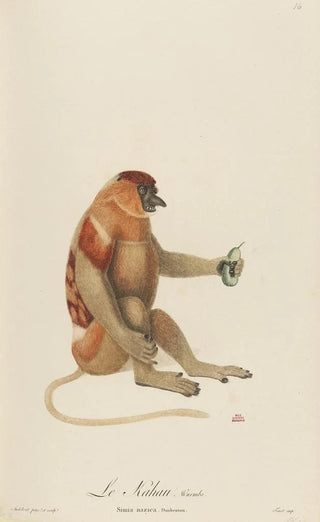 JeanBaptiste Audebert - Le Kahau.webp