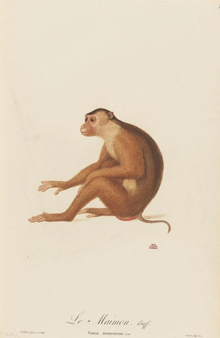 JeanBaptiste Audebert - Le Maimon.webp