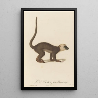 JeanBaptiste Audebert - Le Maki front blanc.webp