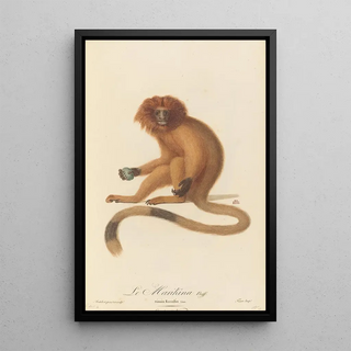 JeanBaptiste Audebert - Le Marikina.webp